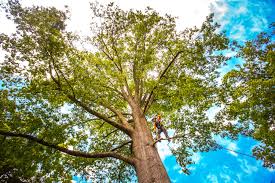 Reliable Denver City, TX Tree Removal Services Solutions