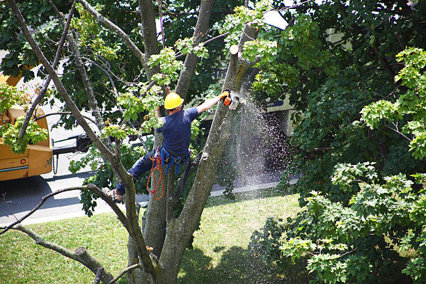 How Our Tree Care Process Works  in  Denver City, TX